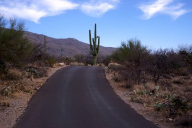 Arizona 'daki Saguaro Ulusal Parkı' nda çıplak bir çöl ağacının arkasından yükselen uzun bir saguaro kaktüsü Sonoran Çölü 'nün engebeli güneybatı cazibesini sergiliyor..