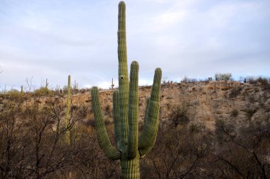 Arizona 'daki Saguaro Ulusal Parkı' nda çıplak bir çöl ağacının arkasından yükselen uzun bir saguaro kaktüsü Sonoran Çölü 'nün engebeli güneybatı cazibesini sergiliyor..