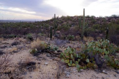 Arizona 'daki Saguaro Ulusal Parkı' nda çıplak bir çöl ağacının arkasından yükselen uzun bir saguaro kaktüsü Sonoran Çölü 'nün engebeli güneybatı cazibesini sergiliyor..