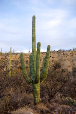 Arizona 'daki Saguaro Ulusal Parkı' nda çıplak bir çöl ağacının arkasından yükselen uzun bir saguaro kaktüsü Sonoran Çölü 'nün engebeli güneybatı cazibesini sergiliyor..