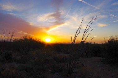 A tall saguaro cactus rises behind a bare desert tree in Arizona's Saguaro National Park, showcasing the Sonoran Desert's rugged southwestern charm. clipart