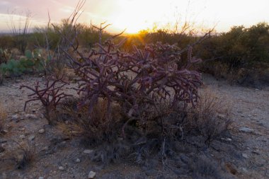 Arizona 'daki Saguaro Ulusal Parkı' nda çıplak bir çöl ağacının arkasından yükselen uzun bir saguaro kaktüsü Sonoran Çölü 'nün engebeli güneybatı cazibesini sergiliyor..