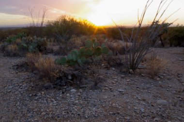 A tall saguaro cactus rises behind a bare desert tree in Arizona's Saguaro National Park, showcasing the Sonoran Desert's rugged southwestern charm. clipart