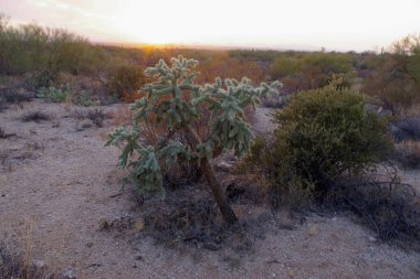 Arizona 'daki Saguaro Ulusal Parkı' nda çıplak bir çöl ağacının arkasından yükselen uzun bir saguaro kaktüsü Sonoran Çölü 'nün engebeli güneybatı cazibesini sergiliyor..