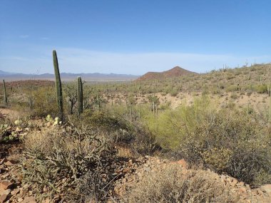 Arizona 'daki Saguaro Ulusal Parkı' nda çıplak bir çöl ağacının arkasından yükselen uzun bir saguaro kaktüsü Sonoran Çölü 'nün engebeli güneybatı cazibesini sergiliyor..