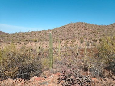Arizona 'daki Saguaro Ulusal Parkı' nda çıplak bir çöl ağacının arkasından yükselen uzun bir saguaro kaktüsü Sonoran Çölü 'nün engebeli güneybatı cazibesini sergiliyor..