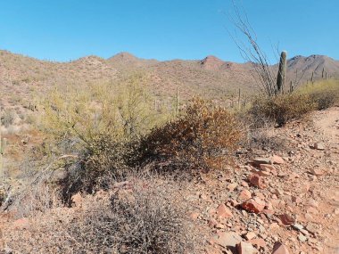 Arizona 'daki Saguaro Ulusal Parkı' nda çıplak bir çöl ağacının arkasından yükselen uzun bir saguaro kaktüsü Sonoran Çölü 'nün engebeli güneybatı cazibesini sergiliyor..