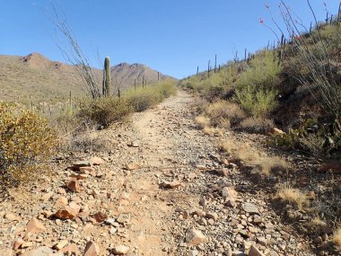 Arizona 'daki Saguaro Ulusal Parkı' nda çıplak bir çöl ağacının arkasından yükselen uzun bir saguaro kaktüsü Sonoran Çölü 'nün engebeli güneybatı cazibesini sergiliyor..