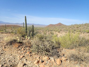 Arizona 'daki Saguaro Ulusal Parkı' nda çıplak bir çöl ağacının arkasından yükselen uzun bir saguaro kaktüsü Sonoran Çölü 'nün engebeli güneybatı cazibesini sergiliyor..