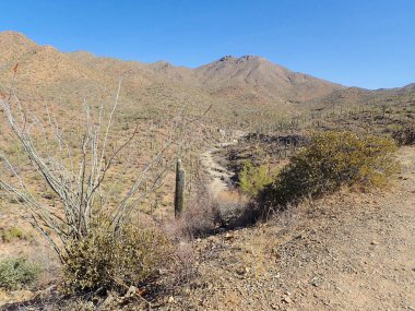 Arizona 'daki Saguaro Ulusal Parkı' nda çıplak bir çöl ağacının arkasından yükselen uzun bir saguaro kaktüsü Sonoran Çölü 'nün engebeli güneybatı cazibesini sergiliyor..