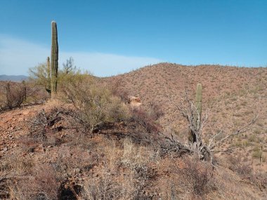 Arizona 'daki Saguaro Ulusal Parkı' nda çıplak bir çöl ağacının arkasından yükselen uzun bir saguaro kaktüsü Sonoran Çölü 'nün engebeli güneybatı cazibesini sergiliyor..