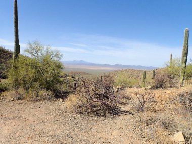 Arizona 'daki Saguaro Ulusal Parkı' nda çıplak bir çöl ağacının arkasından yükselen uzun bir saguaro kaktüsü Sonoran Çölü 'nün engebeli güneybatı cazibesini sergiliyor..