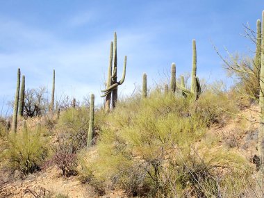 Arizona 'daki Saguaro Ulusal Parkı' nda çıplak bir çöl ağacının arkasından yükselen uzun bir saguaro kaktüsü Sonoran Çölü 'nün engebeli güneybatı cazibesini sergiliyor..