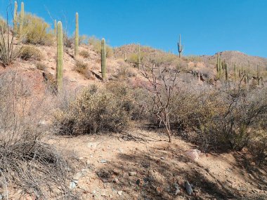 Arizona 'daki Saguaro Ulusal Parkı' nda çıplak bir çöl ağacının arkasından yükselen uzun bir saguaro kaktüsü Sonoran Çölü 'nün engebeli güneybatı cazibesini sergiliyor..