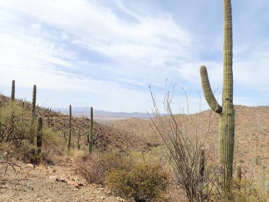 Arizona 'daki Saguaro Ulusal Parkı' nda çıplak bir çöl ağacının arkasından yükselen uzun bir saguaro kaktüsü Sonoran Çölü 'nün engebeli güneybatı cazibesini sergiliyor..