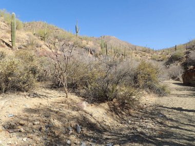 Arizona 'daki Saguaro Ulusal Parkı' nda çıplak bir çöl ağacının arkasından yükselen uzun bir saguaro kaktüsü Sonoran Çölü 'nün engebeli güneybatı cazibesini sergiliyor..