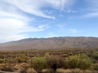 Arizona 'daki Saguaro Ulusal Parkı' nda çıplak bir çöl ağacının arkasından yükselen uzun bir saguaro kaktüsü Sonoran Çölü 'nün engebeli güneybatı cazibesini sergiliyor..