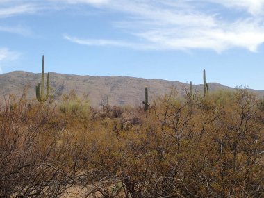 Arizona 'daki Saguaro Ulusal Parkı' nda çıplak bir çöl ağacının arkasından yükselen uzun bir saguaro kaktüsü Sonoran Çölü 'nün engebeli güneybatı cazibesini sergiliyor..
