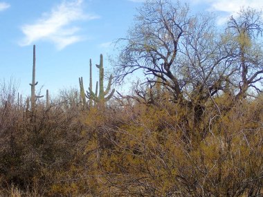 Arizona 'daki Saguaro Ulusal Parkı' nda çıplak bir çöl ağacının arkasından yükselen uzun bir saguaro kaktüsü Sonoran Çölü 'nün engebeli güneybatı cazibesini sergiliyor..