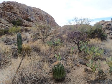 Arizona 'daki Saguaro Ulusal Parkı' nda çıplak bir çöl ağacının arkasından yükselen uzun bir saguaro kaktüsü Sonoran Çölü 'nün engebeli güneybatı cazibesini sergiliyor..