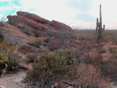 Arizona 'daki Saguaro Ulusal Parkı' nda çıplak bir çöl ağacının arkasından yükselen uzun bir saguaro kaktüsü Sonoran Çölü 'nün engebeli güneybatı cazibesini sergiliyor..