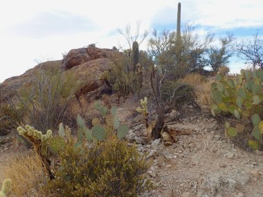 Arizona 'daki Saguaro Ulusal Parkı' nda çıplak bir çöl ağacının arkasından yükselen uzun bir saguaro kaktüsü Sonoran Çölü 'nün engebeli güneybatı cazibesini sergiliyor..