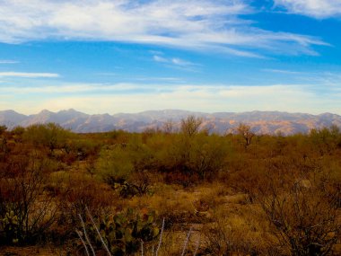 Arizona 'daki Saguaro Ulusal Parkı' nda çıplak bir çöl ağacının arkasından yükselen uzun bir saguaro kaktüsü Sonoran Çölü 'nün engebeli güneybatı cazibesini sergiliyor..