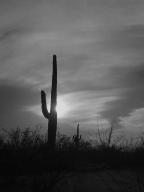 Arizona 'daki Saguaro Ulusal Parkı' nda kaybolan güneşe karşı siluet vaziyette duran uzun bir saguaro kaktüsü, Sonoran Çölü 'nün sakin alacakaranlığını yakalıyor..