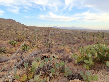 Arizona 'nın Saguaro Ulusal Parkı' ndaki yuvarlanan çöl tepeleri boyunca uzanan saguaro, ocotillo ve dikenli armut kaktüslerinin geniş bir manzarası..