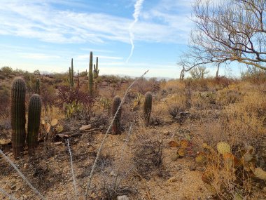 Saguaro kaktüsü, ocotillo ve cholla Arizona 'daki Saguaro Ulusal Parkı' nda kayalık bir yamaçta toplanır ve Sonoran Çölü 'nün engebeli cazibesini yakalarlar..
