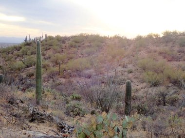 Saguaros ve dikenli armut kaktüsleri Saguaro Ulusal Parkı 'nın kayan tepelerinde batan güneşin yumuşak parıltısıyla yıkanarak huzurlu bir çöl manzarası yaratıyor..