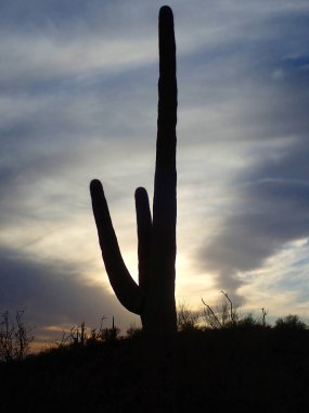 Saguaro Ulusal Parkı 'nın sessiz güzelliğini yansıtan, dramatik bir çöl günbatımına karşı dimdik bir saguaro kaktüsü duruyor..