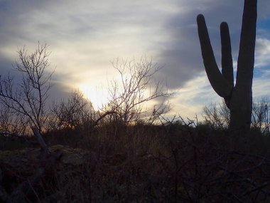 Bir saguaro kaktüsü dramatik bir günbatımı gökyüzüne karşı siluette duruyor. Karmaşık çöl dallarıyla çerçevelenmiş, alacakaranlıkta Saguaro Ulusal Parkı 'nın dingin güzelliğini yakalıyor..