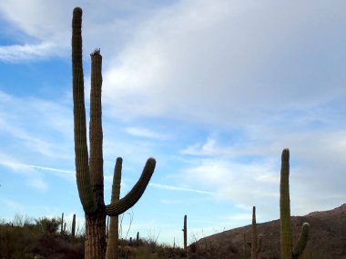 Gökyüzüne doğru uzanan saguaro kaktüsleri engin Saguaro Ulusal Parkı 'nın zemininde kayan tepelerin ve ince bulutların üzerine çöker..