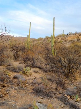 Yüksek saguaro kaktüsü, dikenli armut ve kuru çalılarla dolu engebeli bir çöl manzarası Saguaro Ulusal Parkı 'nda açık gökyüzünün altında uzanır..