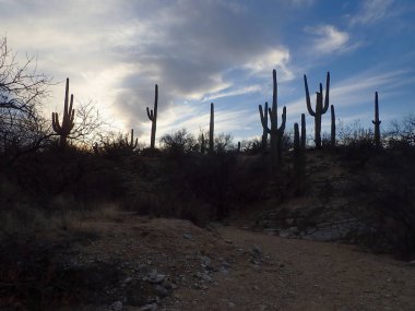  Dramatik bir çöl sahnesi gözler önüne seriliyor saguaro kaktüsleri solan mavi gökyüzüne karşı dimdik dururken, alacakaranlıkta Saguaro Ulusal Parkı 'nın engebeli güzelliğini yakalıyorlar..