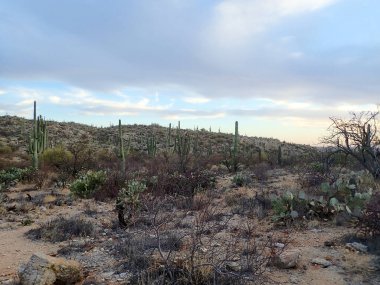 Saguaro Ulusal Parkı 'nda yumuşak bir akşam gökyüzünün altında yuvarlanan tepelere saguaro kaktüsleri saguaro kulesinin serpilmesiyle çöl çok geniş bir alana yayılıyor..