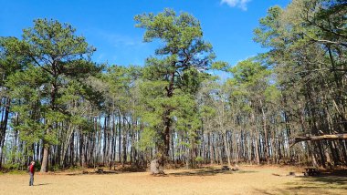 Uzun çam ağaçları ve Congaree Ulusal Parkı 'ndaki piknik masalarıyla çevrili bir çayırda bir insan duruyor.