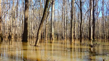Kışın yüksek sularda Congaree Ulusal Parkı 'nda seller altında kalan kel selvi ormanı durgun suda yansıdı.
