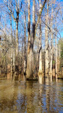 Uzun çıplak ağaçlar, Congaree Ulusal Parkı 'nda kış mevsiminde mavi gökyüzünün altında taşkın sularında dururlar.