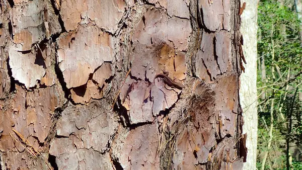 Güneşli bir günde Congaree Ulusal Parkı 'ndaki bir çam ağacının dokulu kabuğuna küçük kahverengi bir kertenkele karışır.