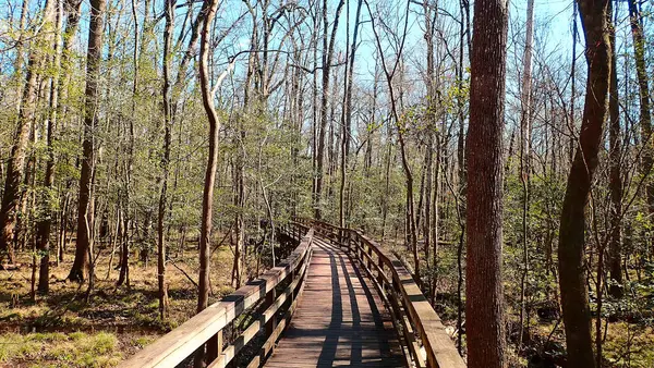 Güney Carolina 'daki Congaree Ulusal Parkı' nda uzun ağaçlar ve yumuşak bahar ışıklarıyla çevrili, sessiz bir orman yolu esiyor..