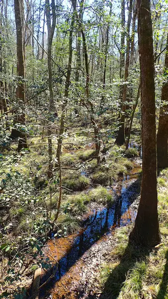 Kuzey Carolina 'daki Congaree Ulusal Parkı' nda yosunlu ve nemli bir orman zemininde sığ bir dere akıyor.