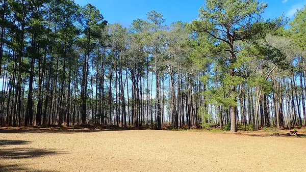 Açık otlak alan, Congaree Ulusal Parkı 'nda parlak güneş ışığı altında yoğun bir çam ağacı standıyla karşılaşıyor.