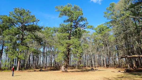 Uzun çam ağaçları ve Congaree Ulusal Parkı 'ndaki piknik masalarıyla çevrili bir çayırda bir insan duruyor.