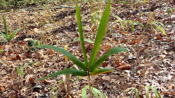 Yeşil bir yaprak bitkisi, Congaree Ulusal Parkı 'nda kuru yapraklarla kaplı bir orman zemininde dimdik duruyor.