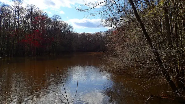 Güney Carolina 'daki Congaree Ulusal Parkı' nda yansımaları ve rengarenk yapraklarıyla birlikte nehir kıvrımları.