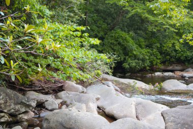 Büyük Smoky Dağları Ulusal Parkı 'nda sakin bir dağ deresi pürüzsüz kayalar ve bereketli yaz yaprakları arasında akar.