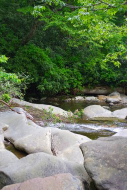 Pembe kır çiçekleriyle dolu bir dal, pürüzsüz kayalar ve yeşil yapraklarla çevrili sessiz bir dağ deresinin üzerine eğilir.