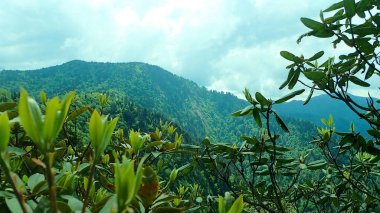 Yeşil dağ yamaçları, Büyük Dumanlı Dağlar 'da tomurcuklanan rhododendron dallarının ötesine uzanır..